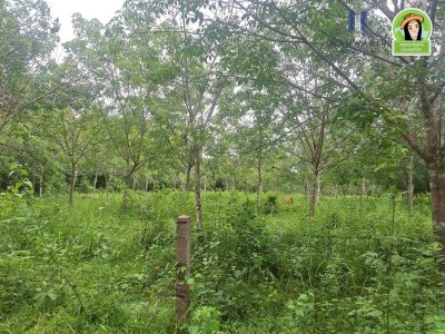 สวนยางแปลงใหญ่ในหมู่บ้านท่าเมือง ต.ท่าเมือง อ.ดอนมดแดง