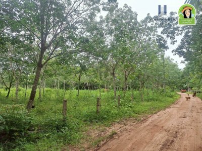 สวนยางแปลงใหญ่ในหมู่บ้านท่าเมือง ต.ท่าเมือง อ.ดอนมดแดง