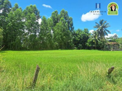 ที่นาแปลงสวย ในซอยบิวอนุธิดา บ้านหนองหว้า ตำบลขามใหญ่