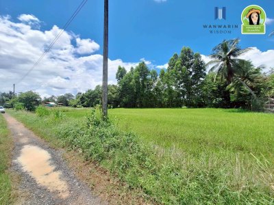 ที่นาแปลงสวย ในซอยบิวอนุธิดา บ้านหนองหว้า ตำบลขามใหญ่