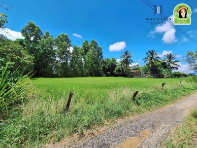 ที่นาแปลงสวย ในซอยบิวอนุธิดา บ้านหนองหว้า ตำบลขามใหญ่