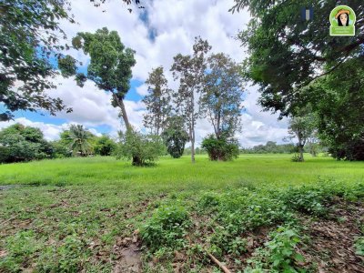 ที่นาผืนใหญ่ ใกล้แม่น้ำมูล เหมาะทำการเกษตร