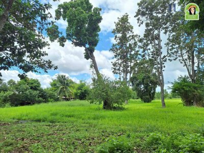 ที่นาผืนใหญ่ ใกล้แม่น้ำมูล เหมาะทำการเกษตร