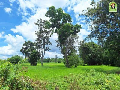 ที่นาผืนใหญ่ ใกล้แม่น้ำมูล เหมาะทำการเกษตร