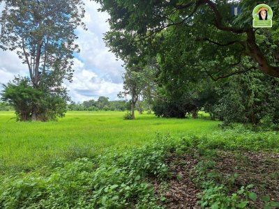 ที่นาผืนใหญ่ ใกล้แม่น้ำมูล เหมาะทำการเกษตร