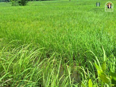 ที่นาผืนใหญ่ ใกล้แม่น้ำมูล เหมาะทำการเกษตร