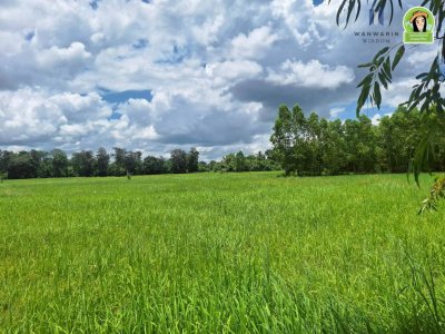 ที่นาผืนใหญ่ ใกล้แม่น้ำมูล เหมาะทำการเกษตร