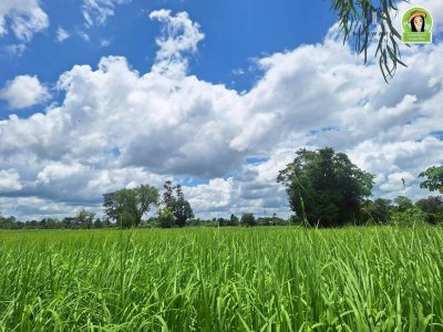 ที่นาผืนใหญ่ ใกล้แม่น้ำมูล เหมาะทำการเกษตร