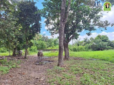 ที่นาผืนใหญ่ ใกล้แม่น้ำมูล เหมาะทำการเกษตร