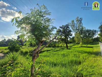 ที่ดินเปล่าแปลงยาว ในซอยสกุลเงิน ต.ขามใหญ่