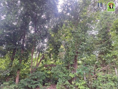 ที่ดินเปล่าแปลงใหญ่ หลังวัดป่าศรีโชคเมือง ต.ขามใหญ่