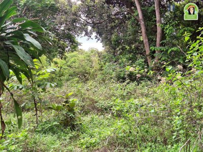 ที่ดินเปล่าแปลงใหญ่ หลังวัดป่าศรีโชคเมือง ต.ขามใหญ่