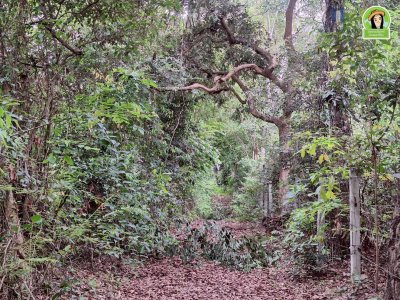 ที่ดินเปล่าแปลงใหญ่ หลังวัดป่าศรีโชคเมือง ต.ขามใหญ่