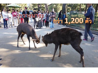 รีวิวเที่ยวนาระ : เที่ยวครึ่งวันกับเมืองเล็กๆที่น่ารัก