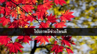 ไปเกาหลีช่วงไหนดี