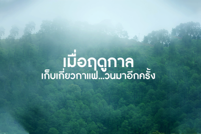 เมื่อฤดูกาลเก็บเกี่ยวกาแฟ.. วนมาอีกครั้ง..