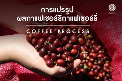 การแปรรูปผลกาแฟเชอร์รี่ 