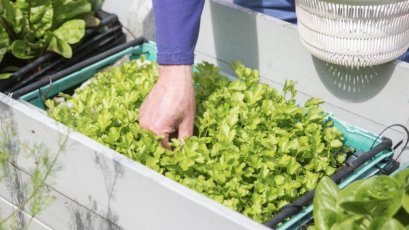 สำหรับคนอยู่บ้านในเมือง การปลูกผักในกระถาง คือวิธีที่ง่ายและได้ผลที่สุด