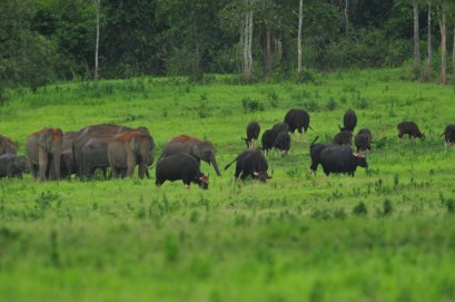 “สยาม ไวเนอรี่” สานต่อพระราชปณิธานในหลวงรัชกาลที่ 9 ร่วมฟื้นฟูป่า และรักษาสมดุลธรรมชาติ