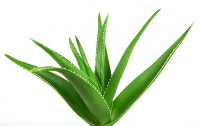 Aloe vera / ว่านหางจระเข้