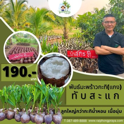 ต้นมะพร้าวกะทิ(แกง)