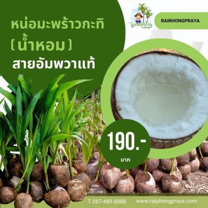 ต้นมะพร้าวกะทิ(น้ำหอม)