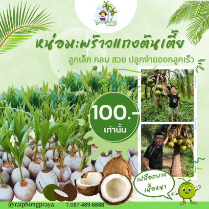 พันธุ์มะพร้าวแกงต้นเตี้ย ออกลูกไว ลูกดก