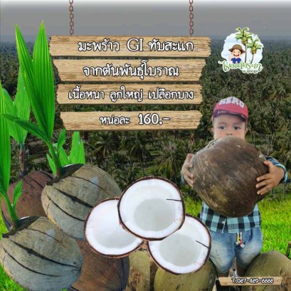 ต้นมะพร้าวแกงทับสะแก