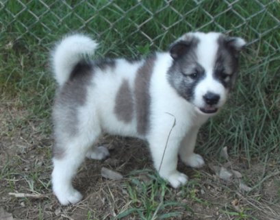 ดอกเทียน M1