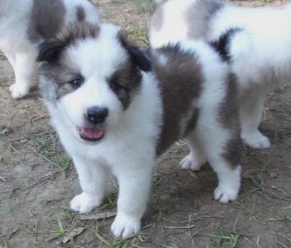 ดอกเทียน M2