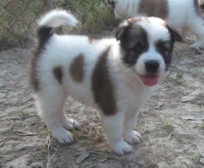 แสนหวาน F1