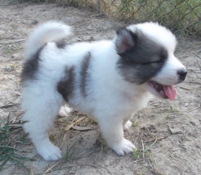 แสนหวาน M1