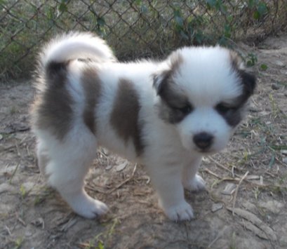 แสนหวาน M2