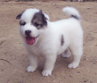 สโนไวส์ F1