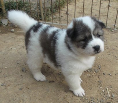 สโนไวส์ M1