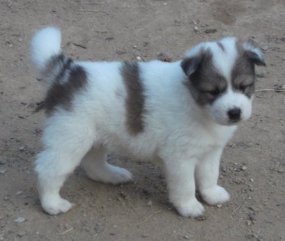 สโนไวส์ M2