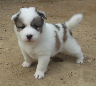 สโนไวส์ M4