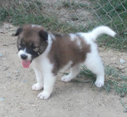 น้ำตาล M1