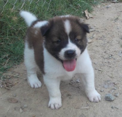 น้ำตาล M2