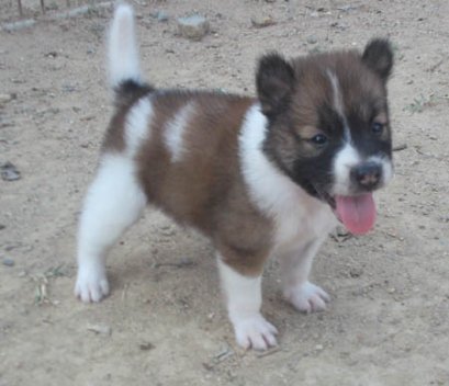 น้ำตาล M3