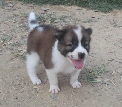 น้ำตาล M4