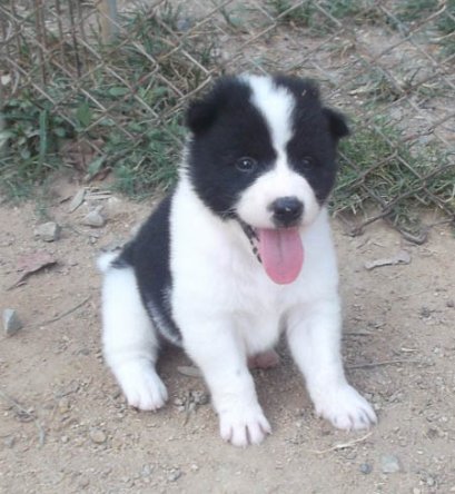 น้ำตาล M5