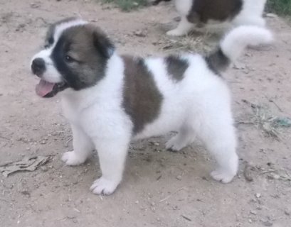 มะหมี่ F1