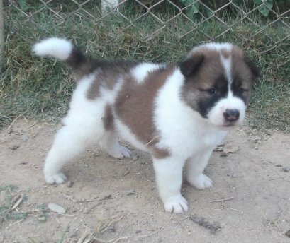 มะหมี่ M1