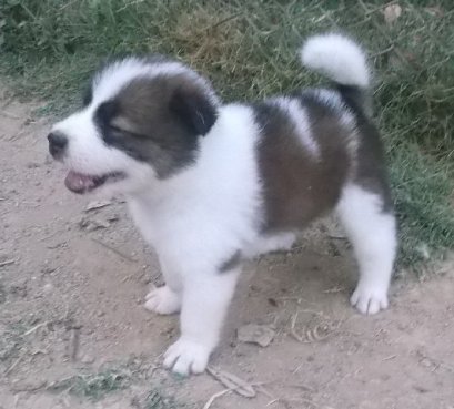 มะหมี่ M3