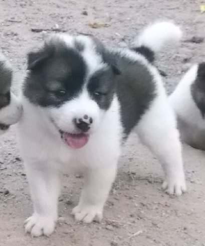 มะหมี่ M4