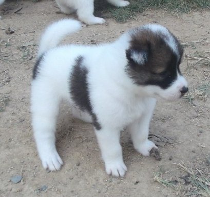 มะหมี่ M5