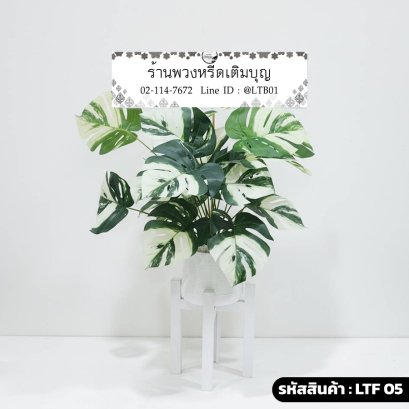 พวงหรีดต้นมอนสเตอร่าด่างปลอม รหัส LTF 05 ร้านพวงหรีดเติมบุญ