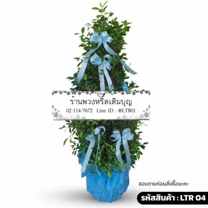 พวงหรีดต้นไม้ LTR 04 สายชล ตกแต่งริบบิ้นสีฟ้า ต้นไทรเกาหลีสูง 120 ซม.