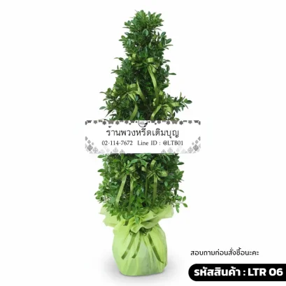 พวงหรีดต้นไม้ LTR 06 ร่มเย็น ตกแต่งริบบิ้นสีเขียวธรรมชาติ ต้นไทรเกาหลีสูง 120 ซม.